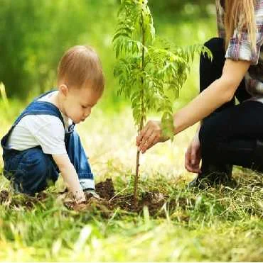 Offrir un arbre pour célébrer sa naissance