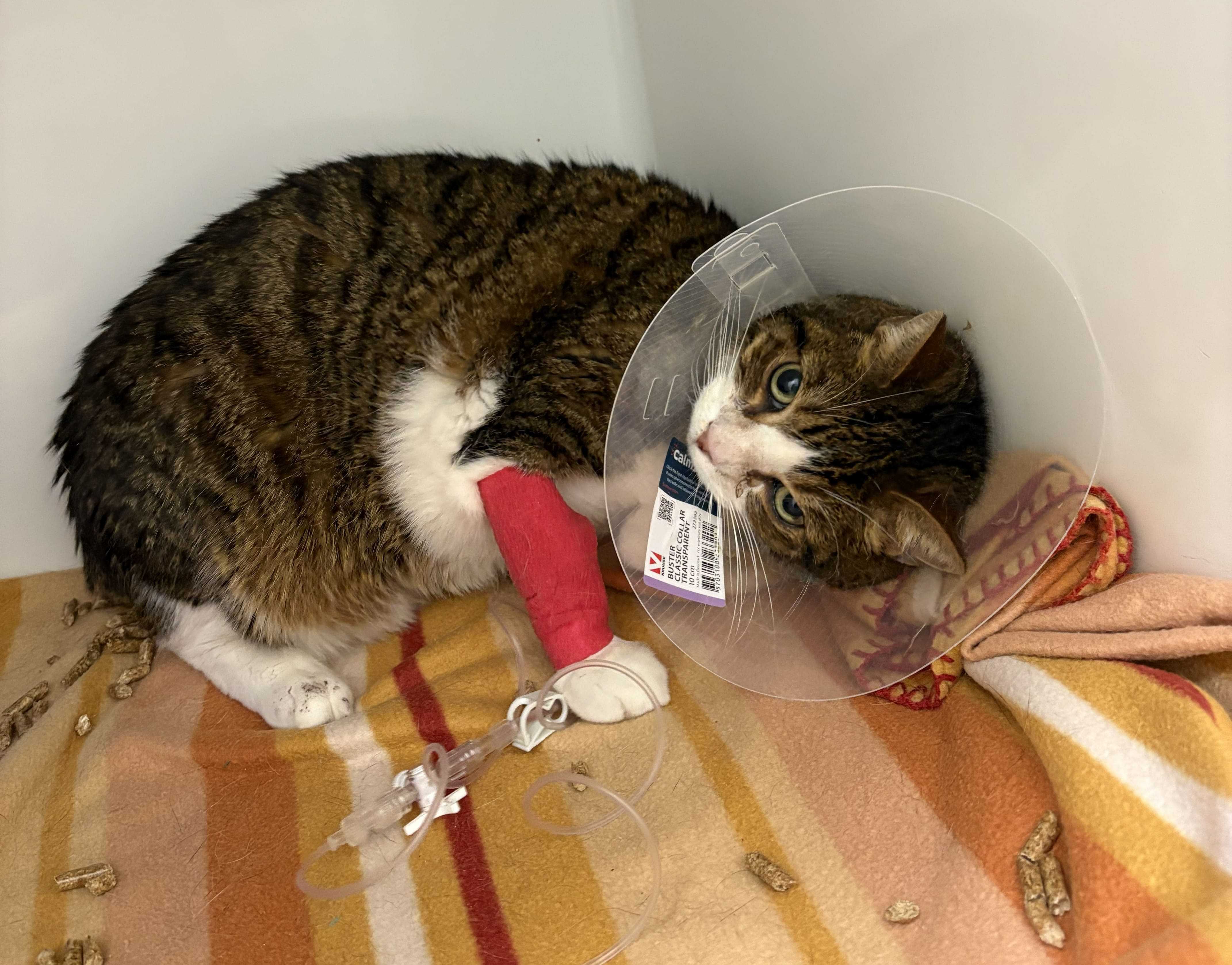 cagnotte cause animale