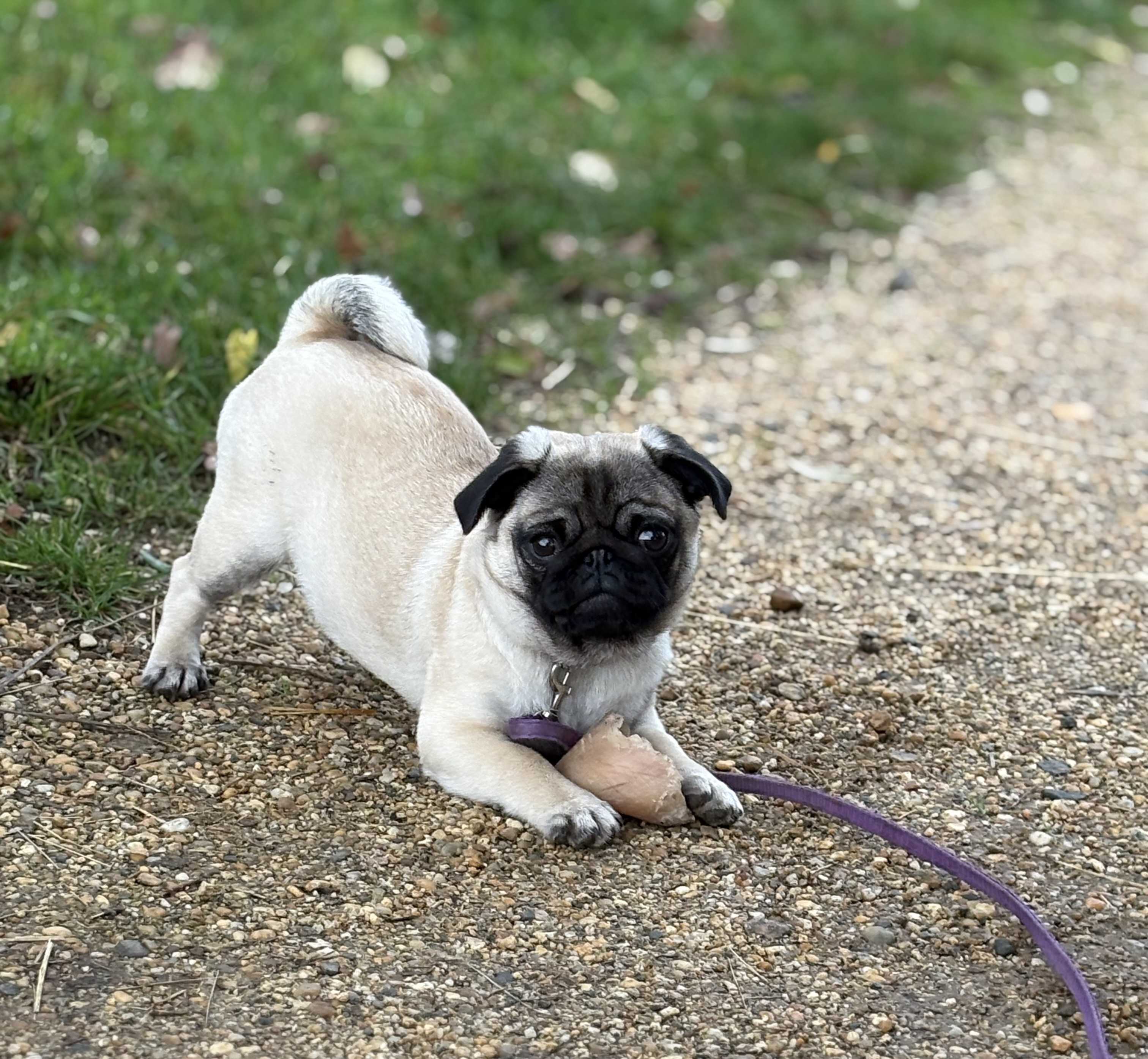 cagnotte cause animale