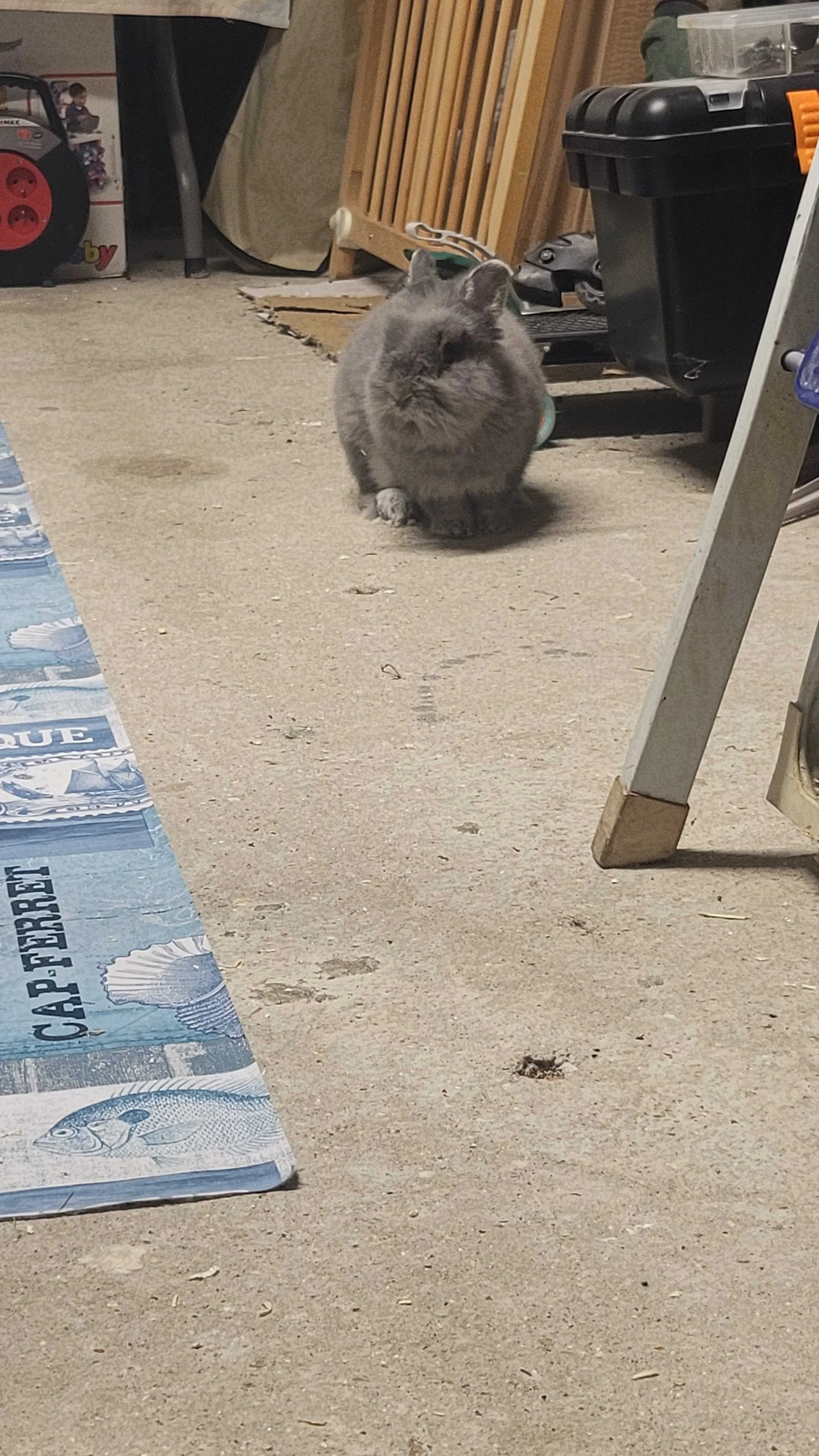 cagnotte cause animale