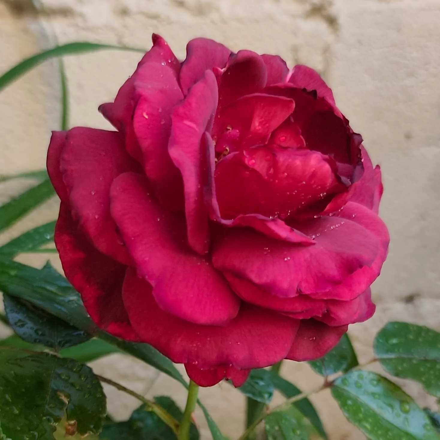 cagnotte pot de départ