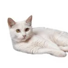 cagnotte cause animale