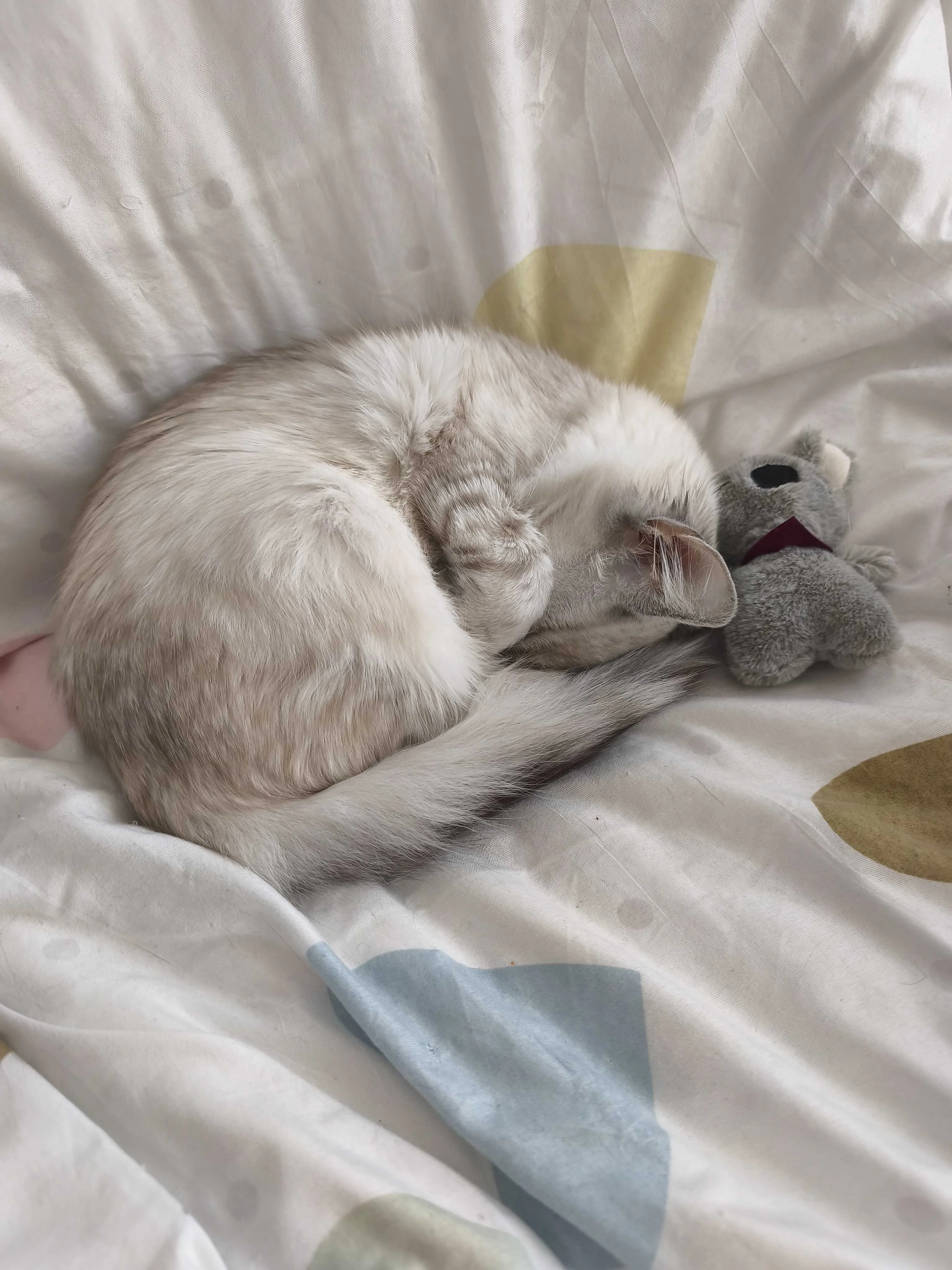 cagnotte cause animale