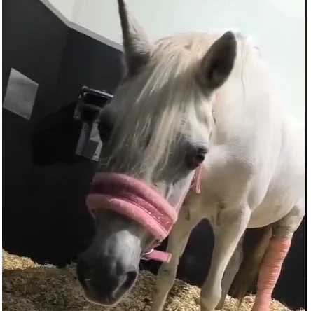 cagnotte cause animale