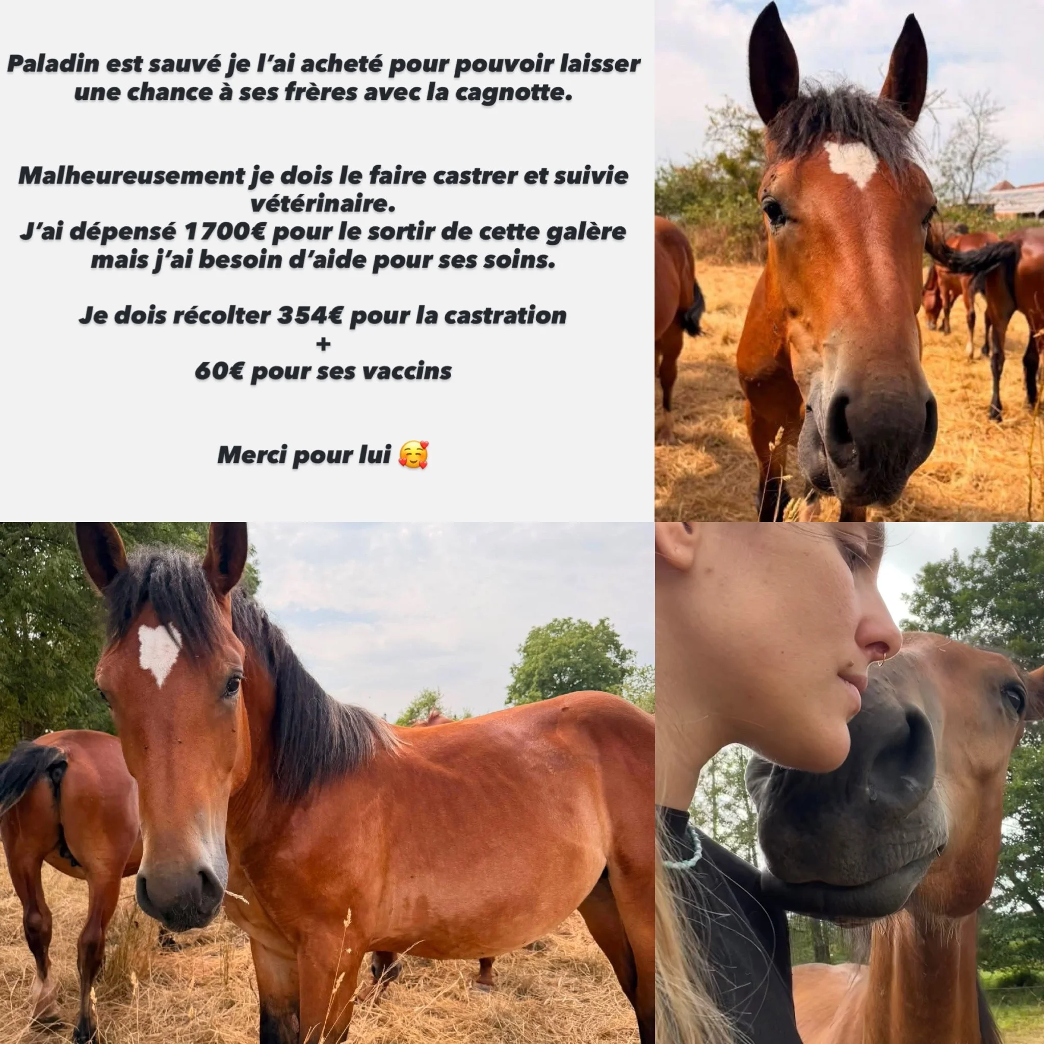 cagnotte cause animale