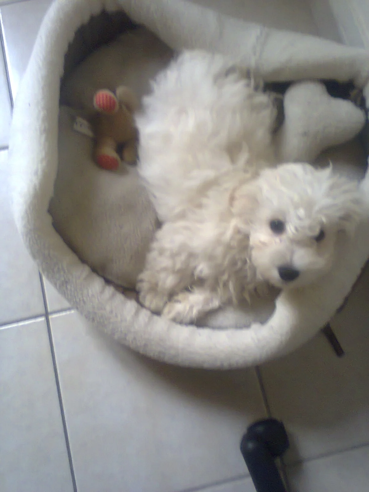 cagnotte cause animale