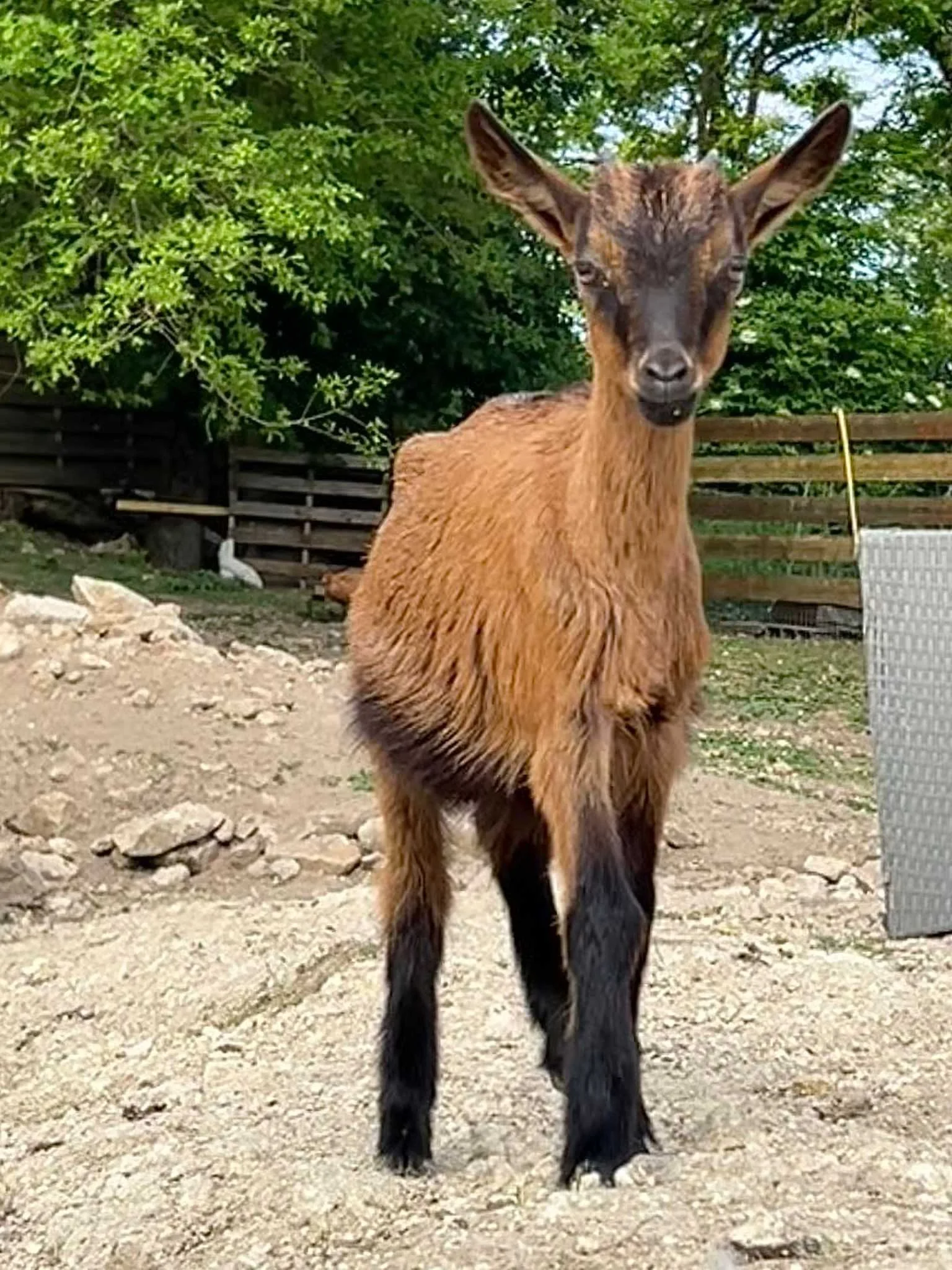 cagnotte cause animale