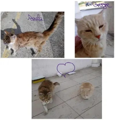 uB04GJANnnAtcMDMmX8n7YgIAAA==