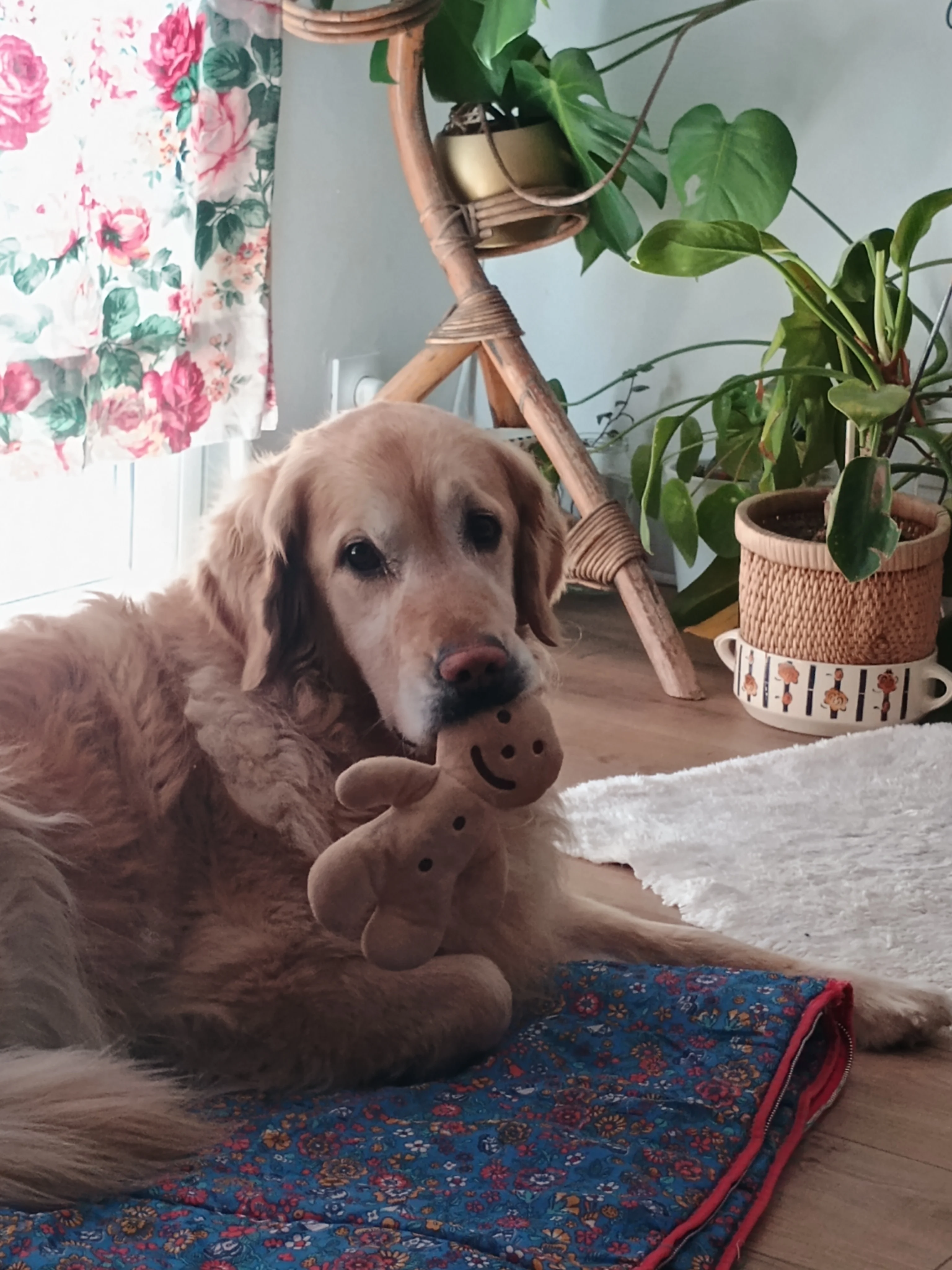 cagnotte santé