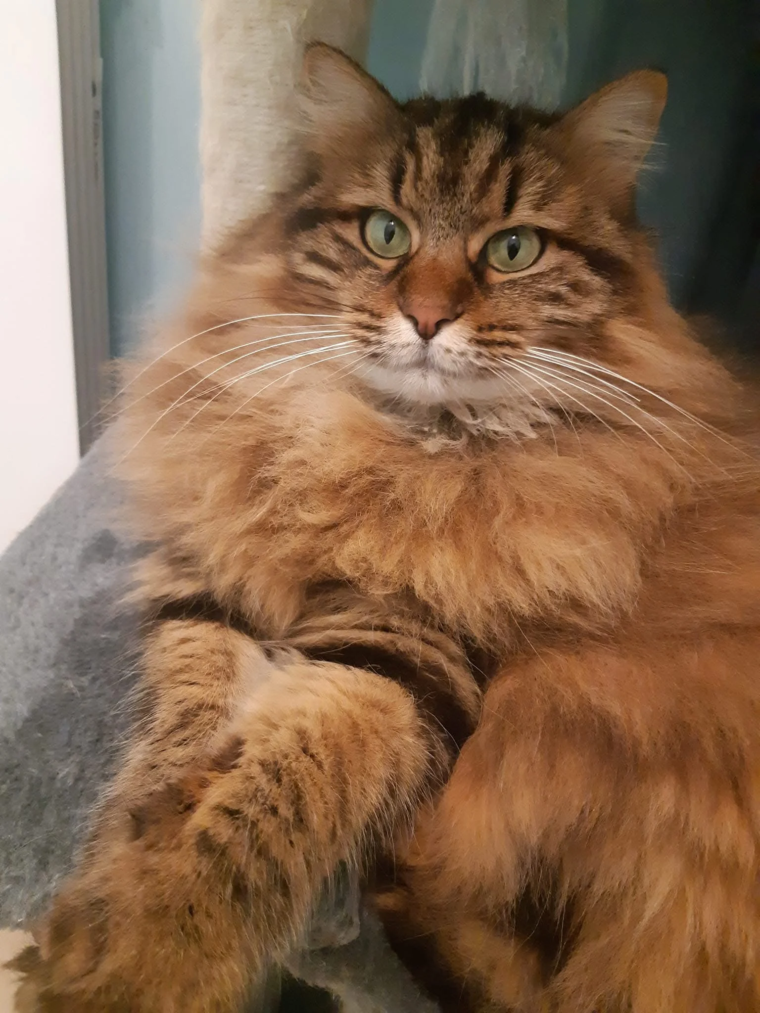 cagnotte cause animale
