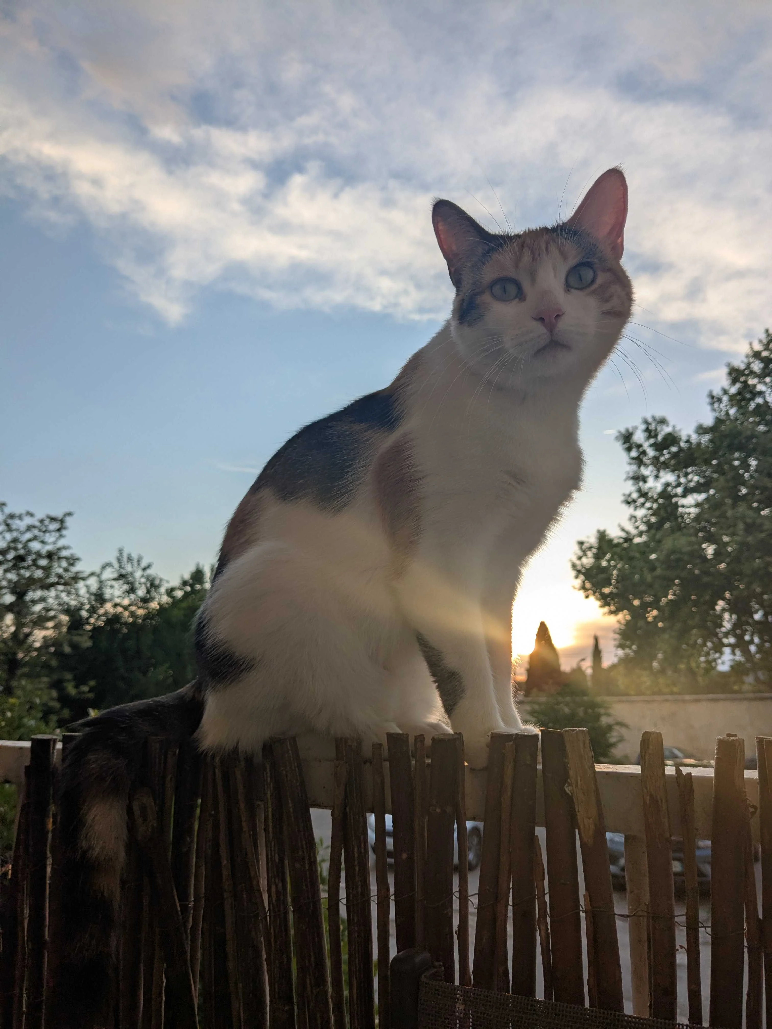 cagnotte cause animale