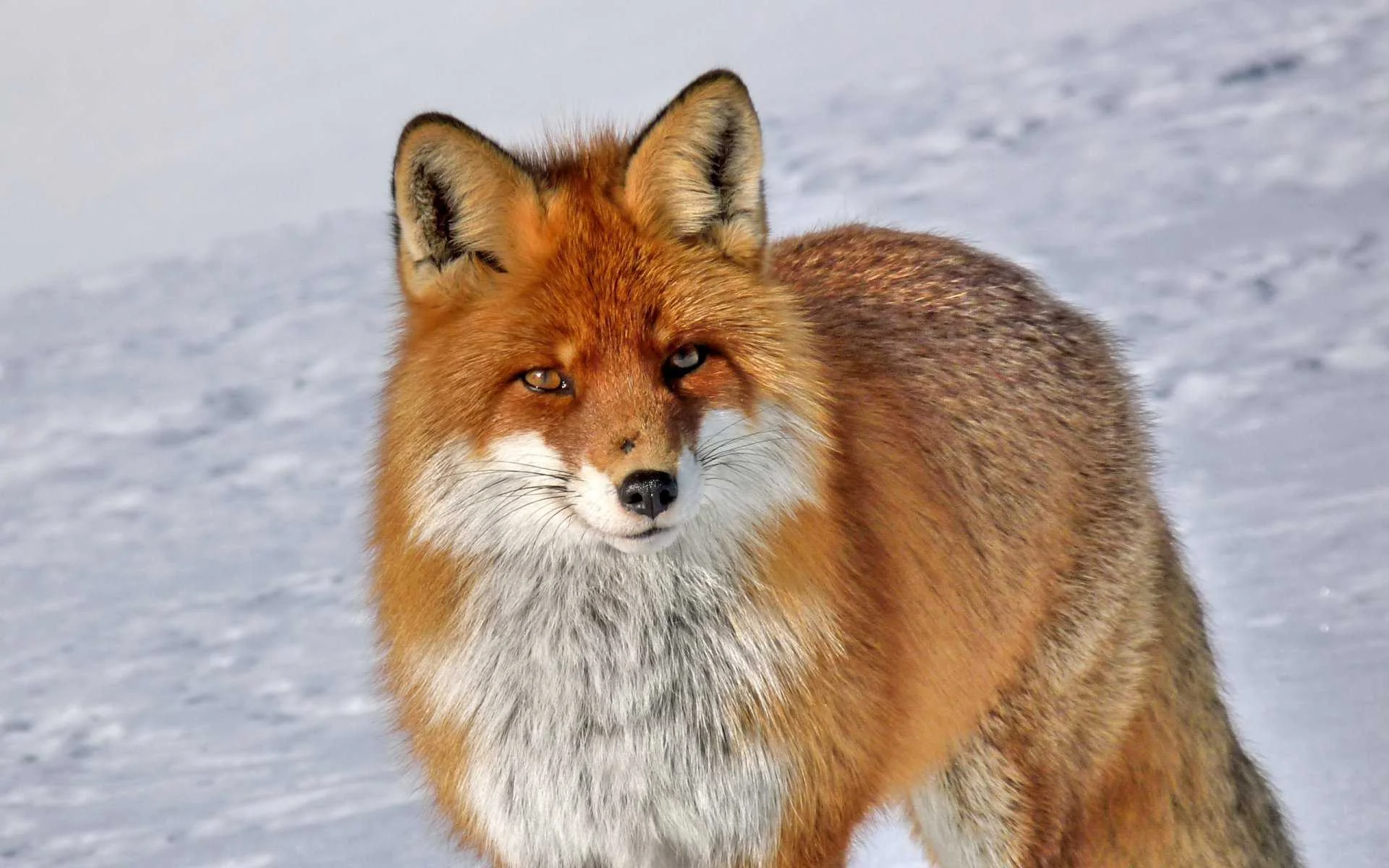 cagnotte cause animale