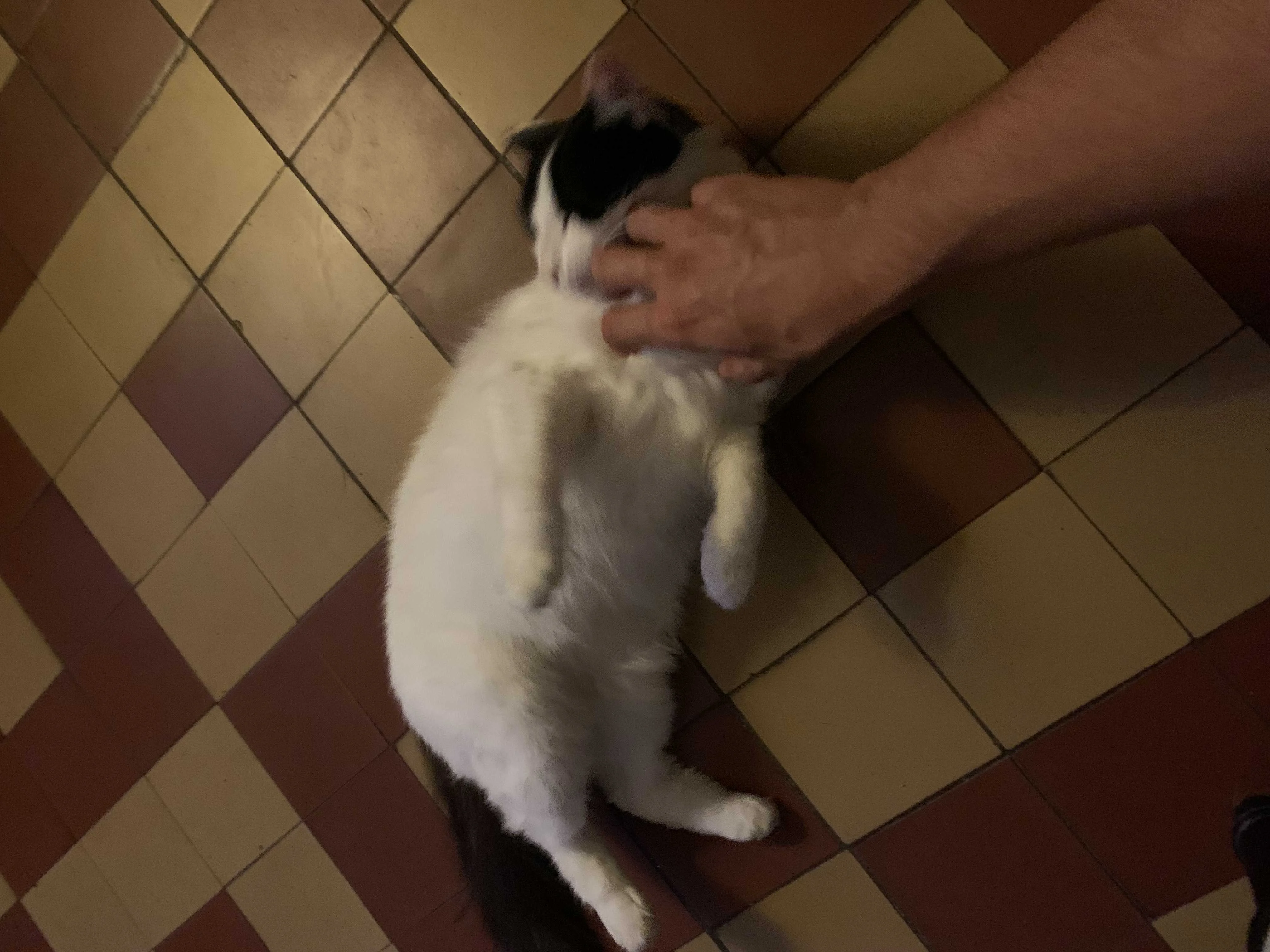 cagnotte cause animale