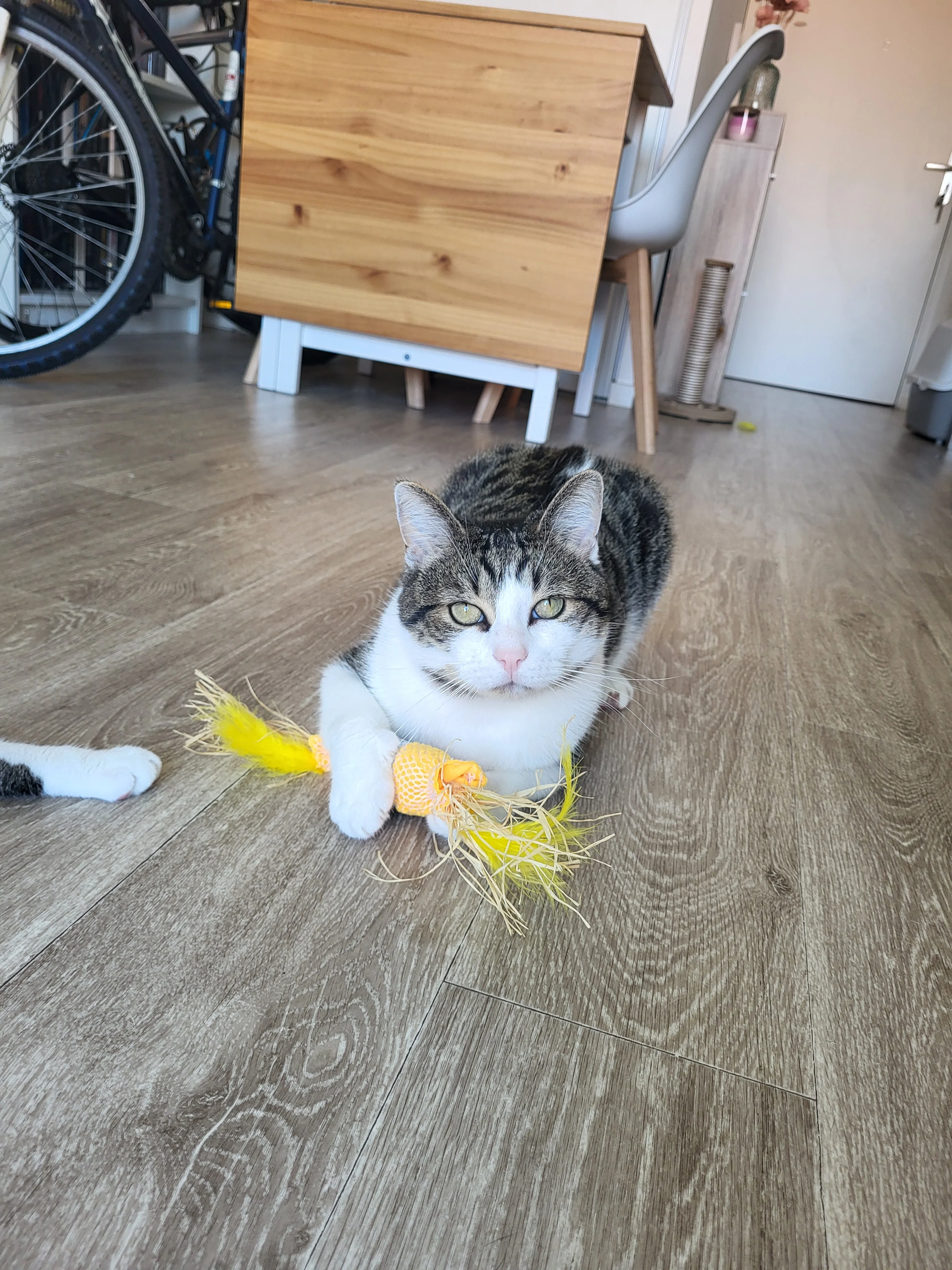 cagnotte cause animale