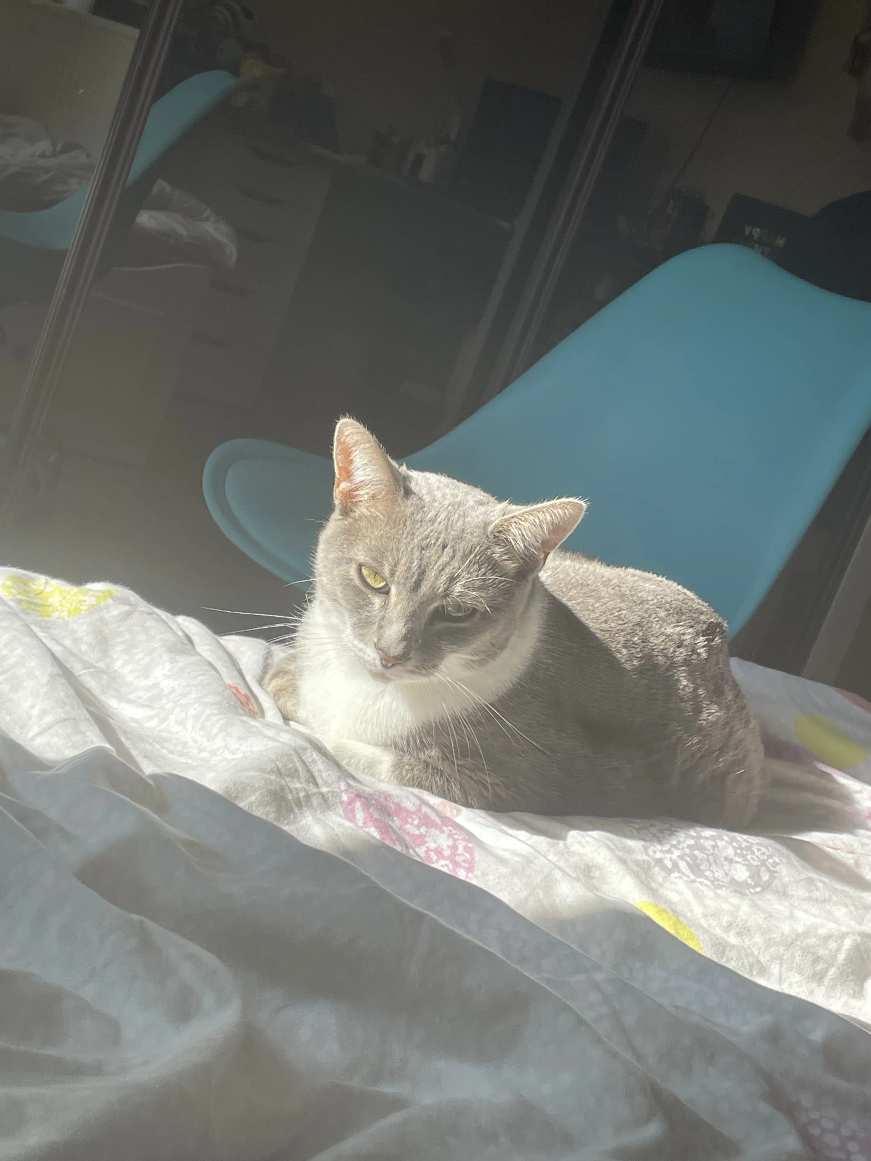 cagnotte cause animale