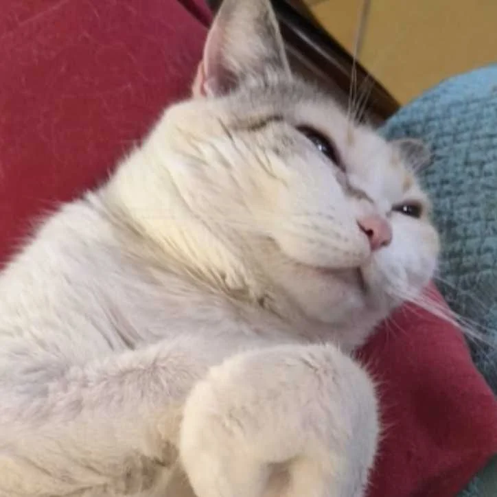 cagnotte cause animale