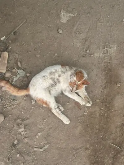 Ji4vctMjUYwi2DhubV5kdnUBTUW5Q5JZ+MhQAA=