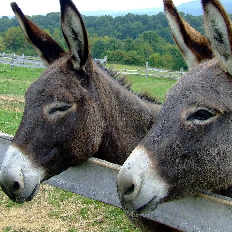 cagnotte association