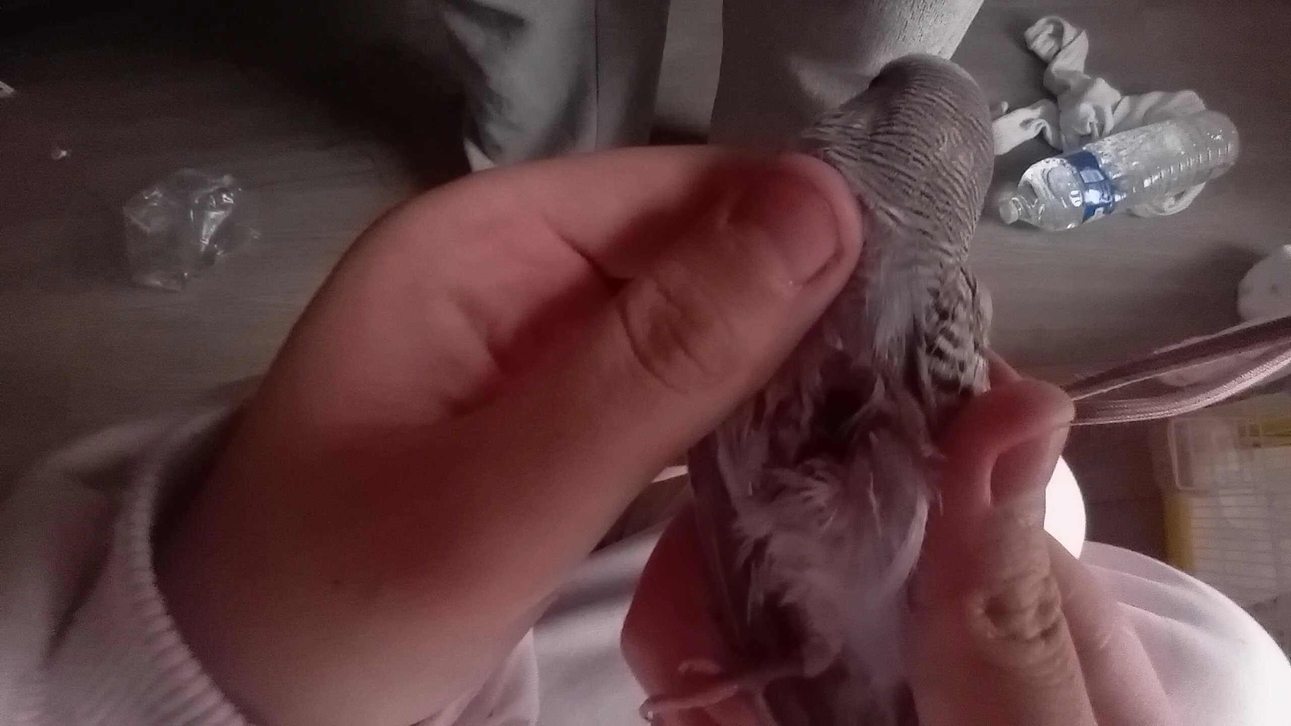 cagnotte cause animale
