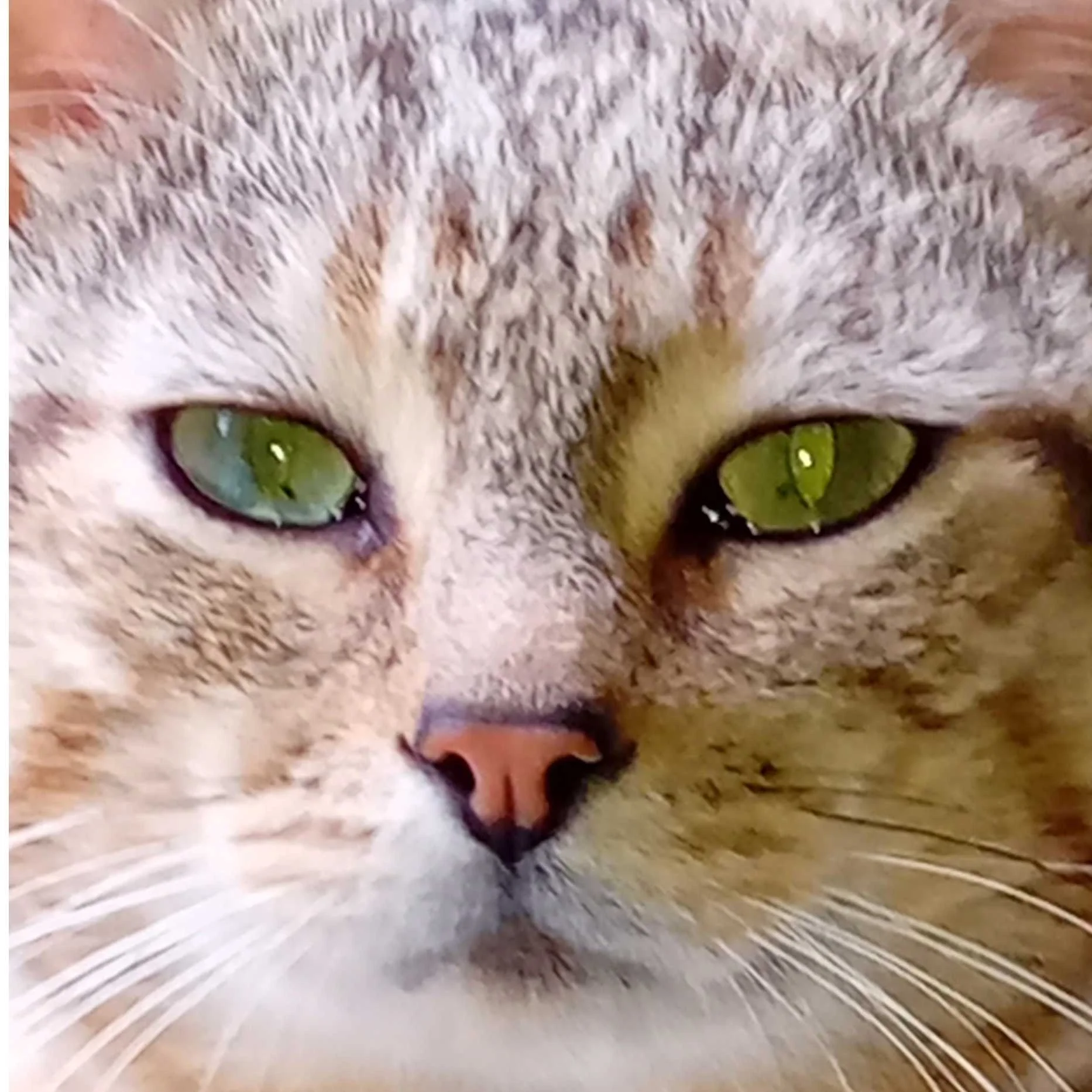 cagnotte cause animale