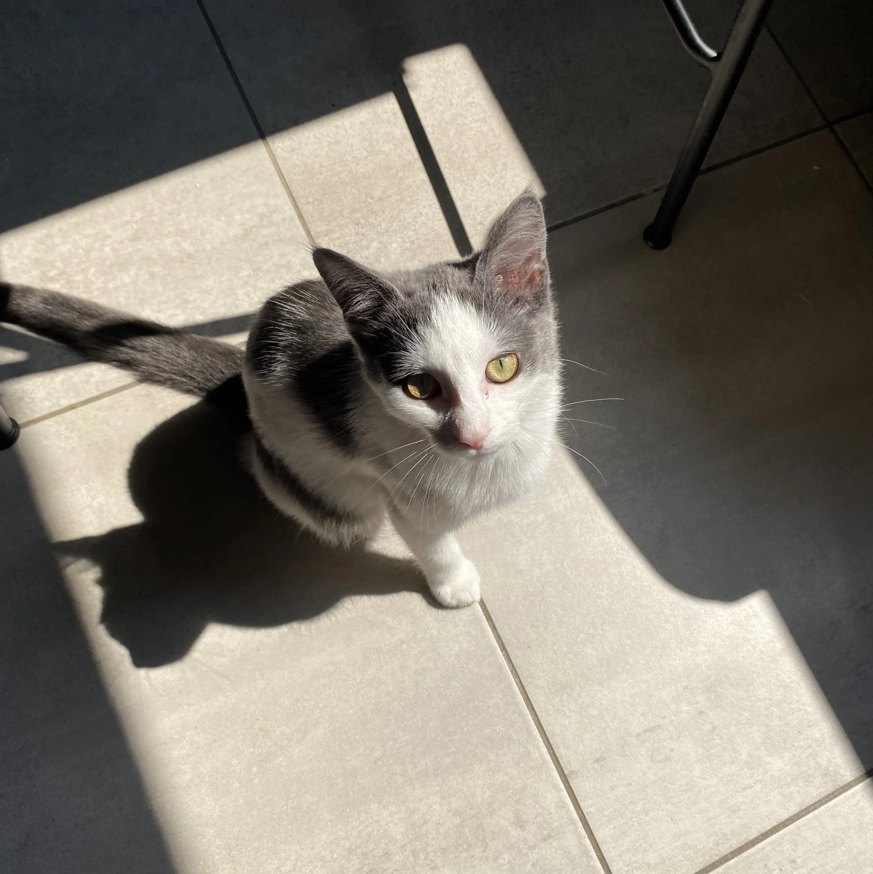 cagnotte cause animale