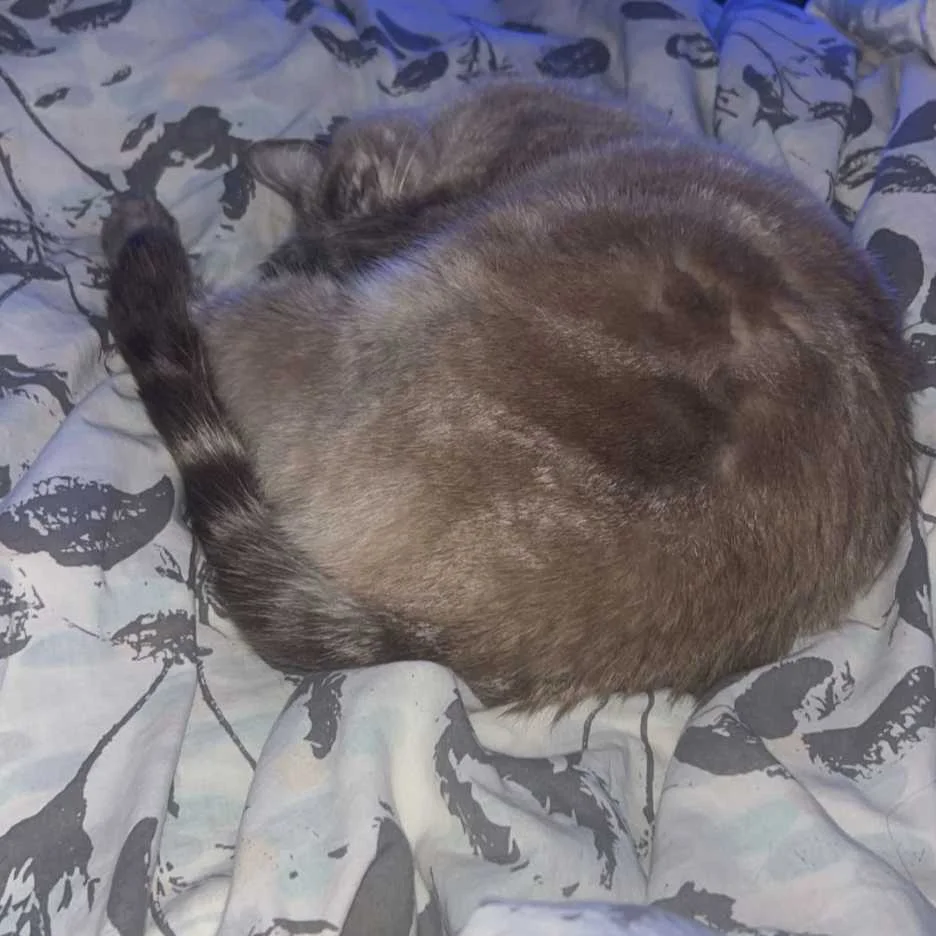 cagnotte cause animale