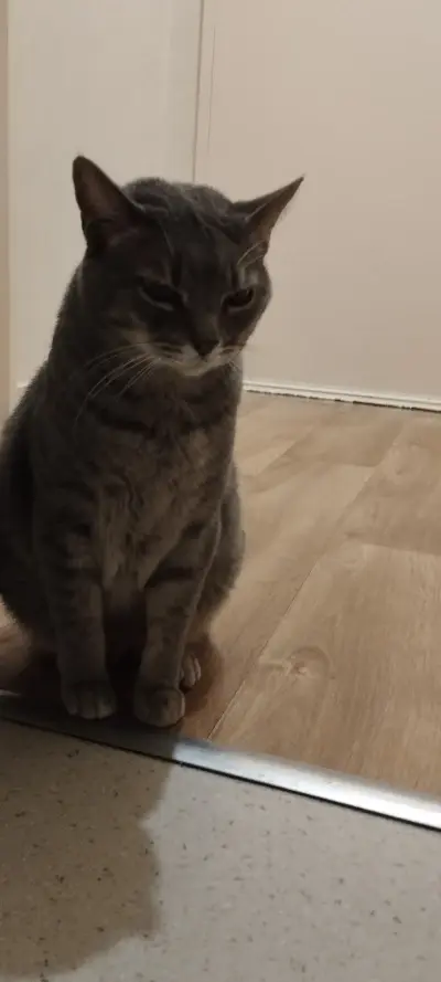 SLU4ZsfMIn0lkrlFmecIir4qTCKv9bgPqiKAAAAA=
