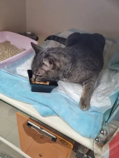 nwmPTSbbqsBGlf2BLDWDgH9FnNSMsZ1yPAl1xMwXbB6abMqYTteujPrGlgvDlOgLifANTzP7wZBSFyc7whCXpOcAYWjgAAAA==