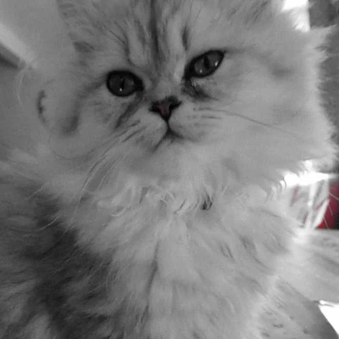 cagnotte cause animale