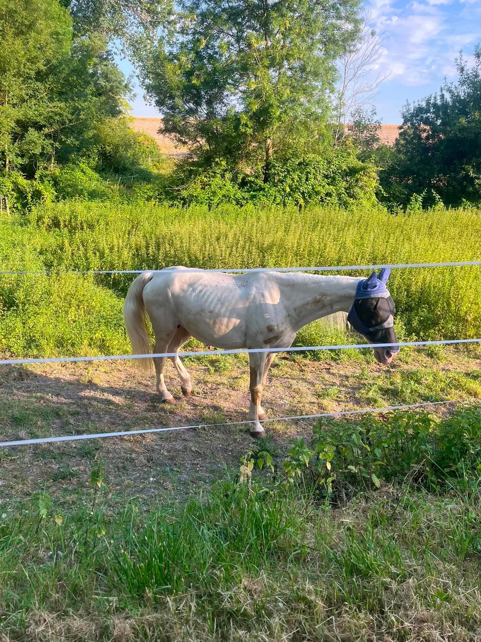 cagnotte cause animale