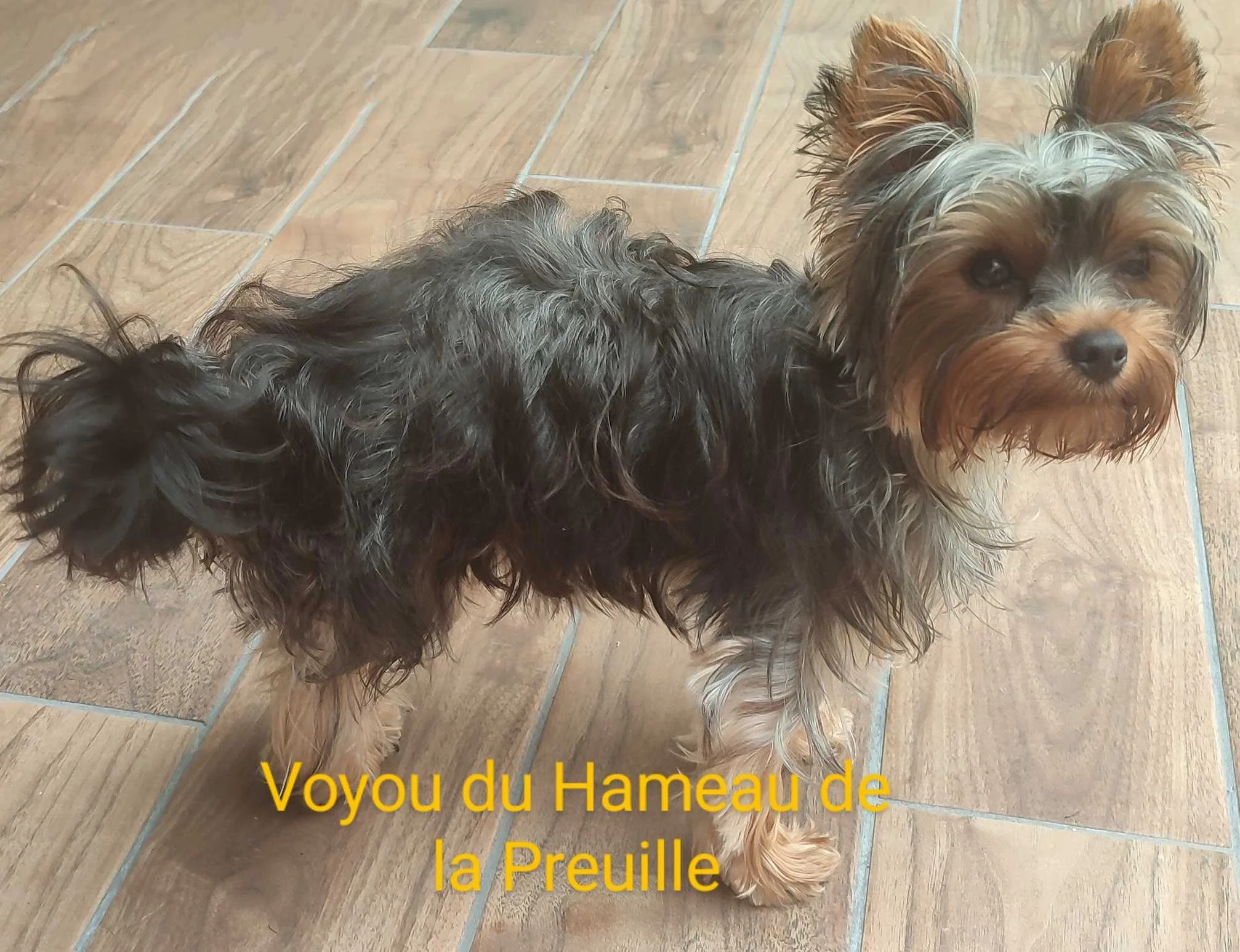 cagnotte cause animale