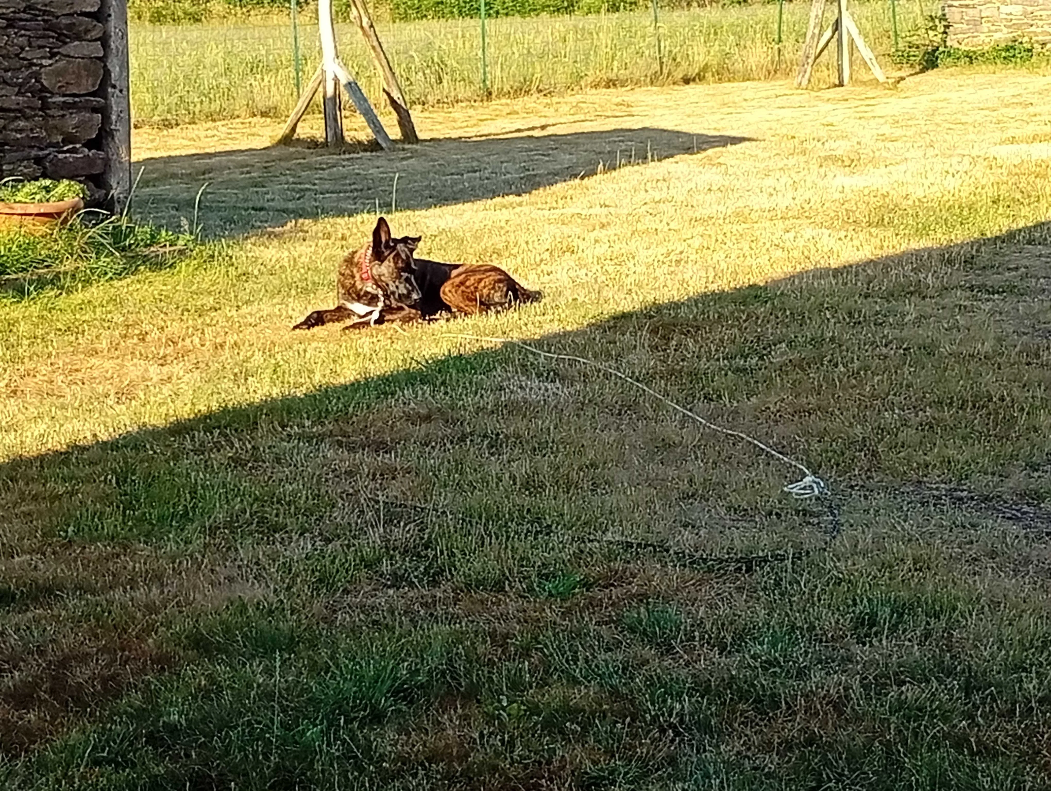 cagnotte cause animale