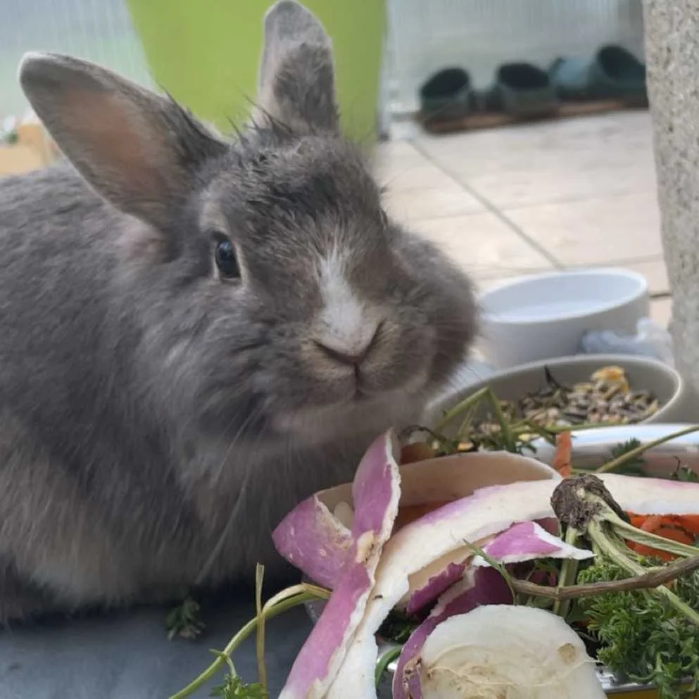 cagnotte cause animale