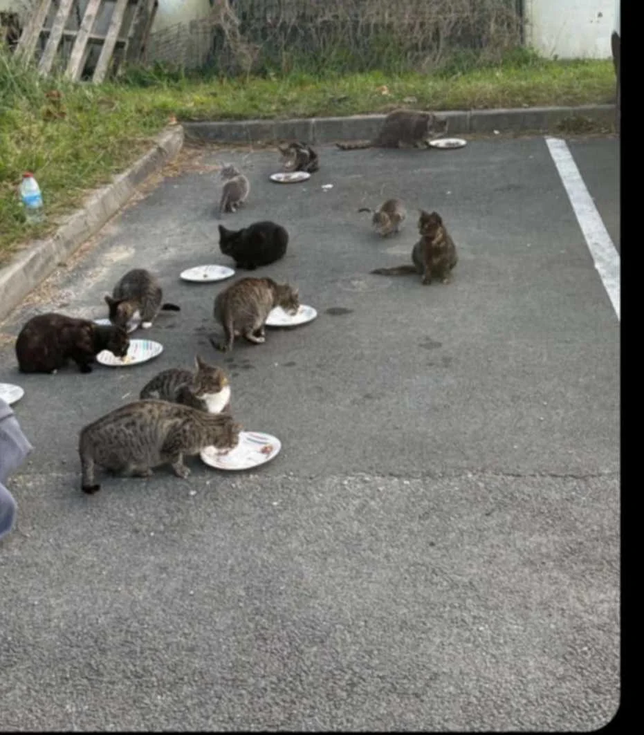 cagnotte cause animale