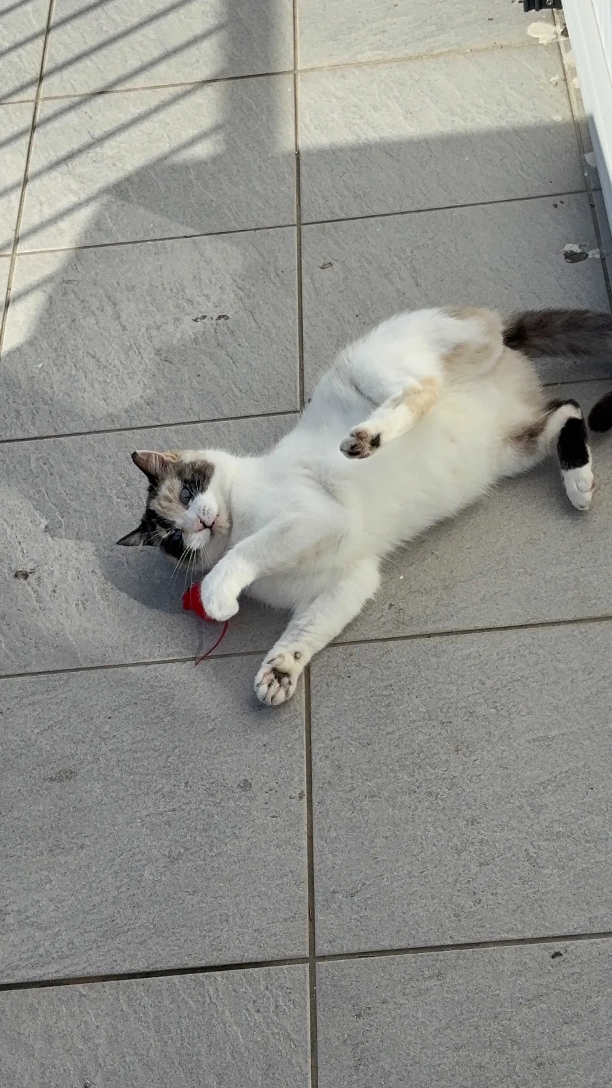 cagnotte cause animale