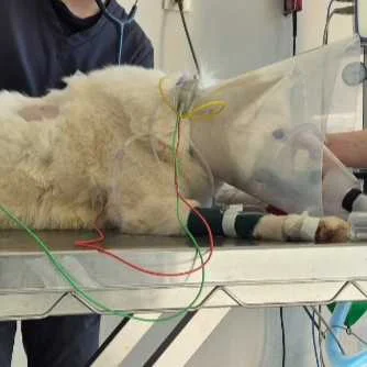 cagnotte cause animale