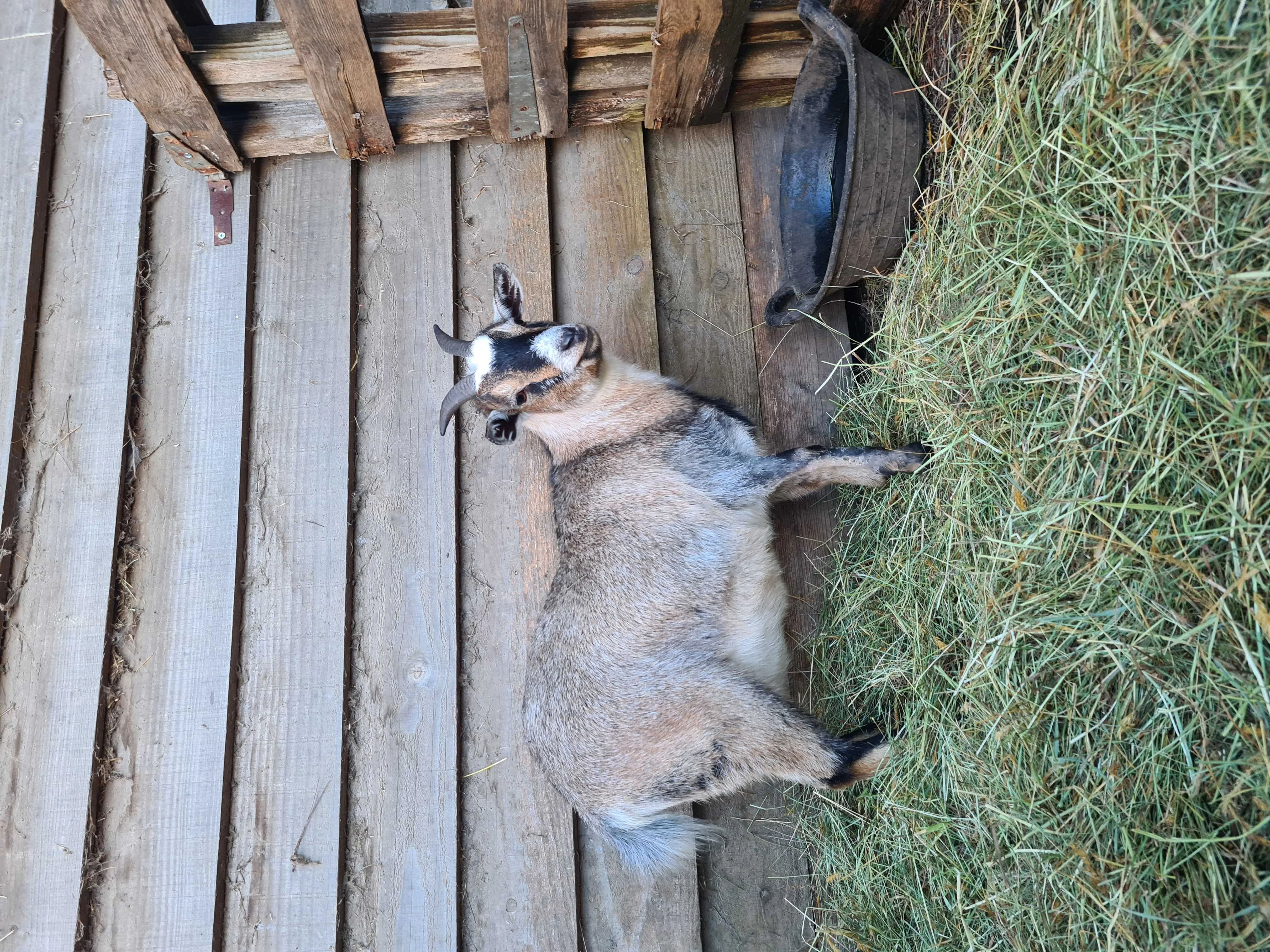 cagnotte cause animale