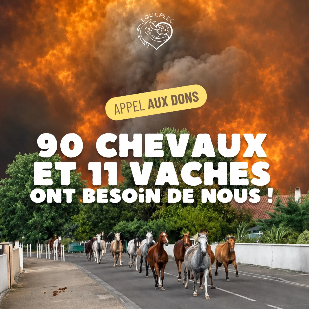 cagnotte solidarité