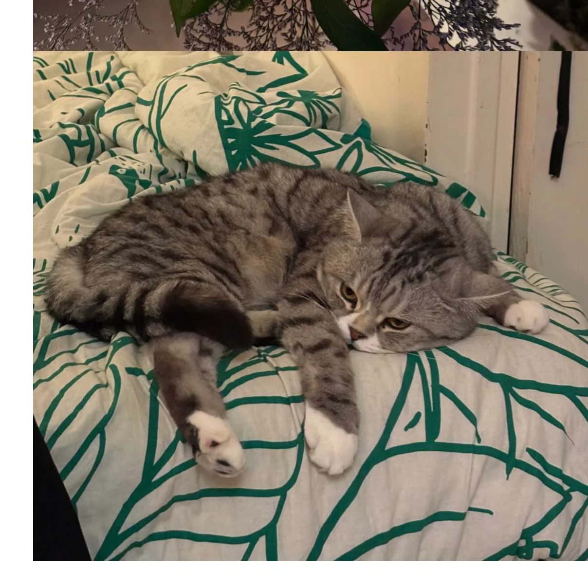 cagnotte cause animale