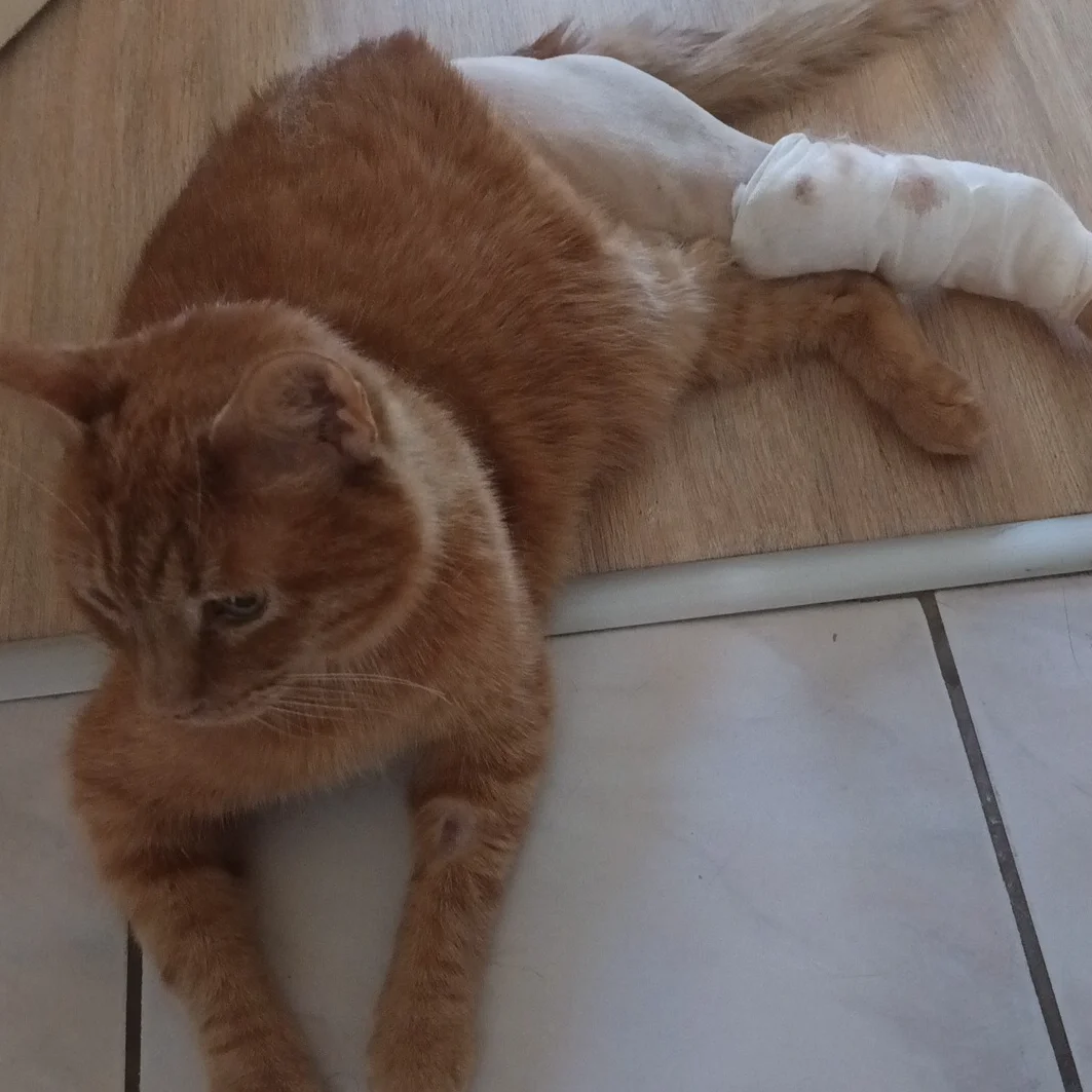 cagnotte cause animale