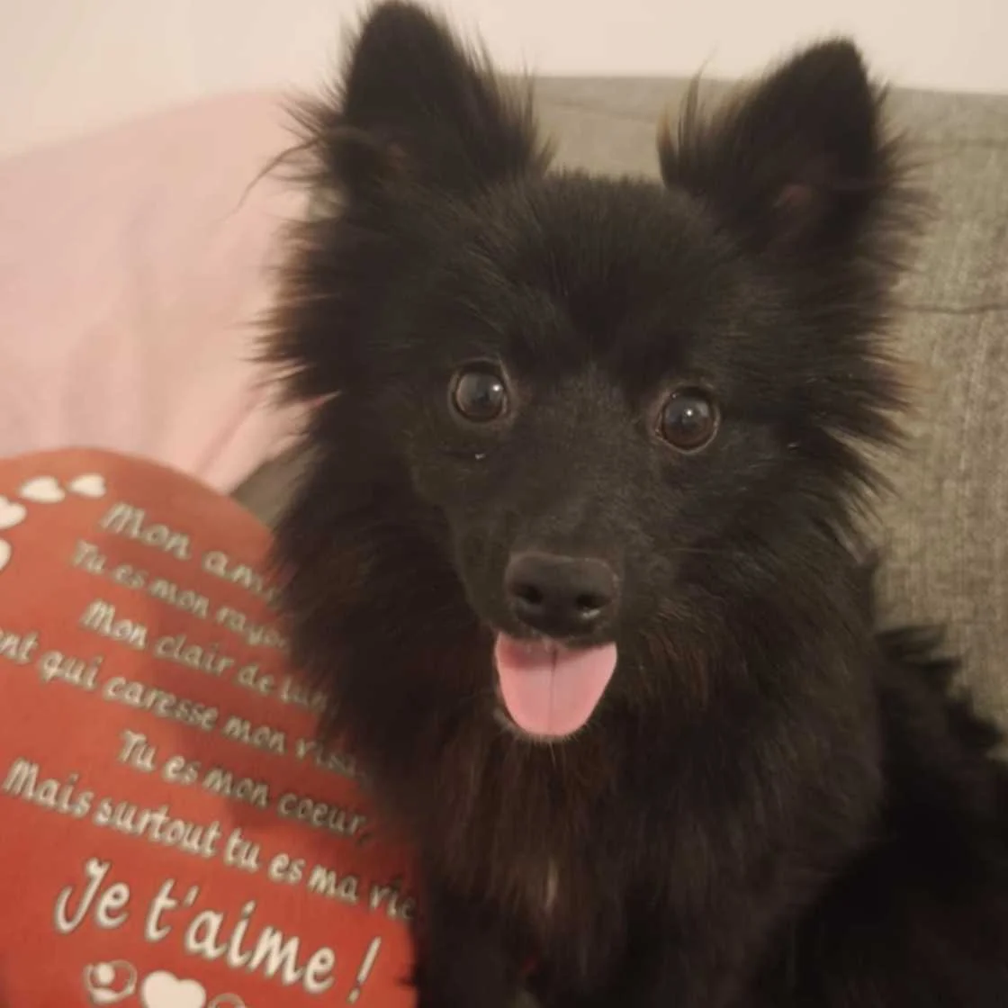 cagnotte cause animale