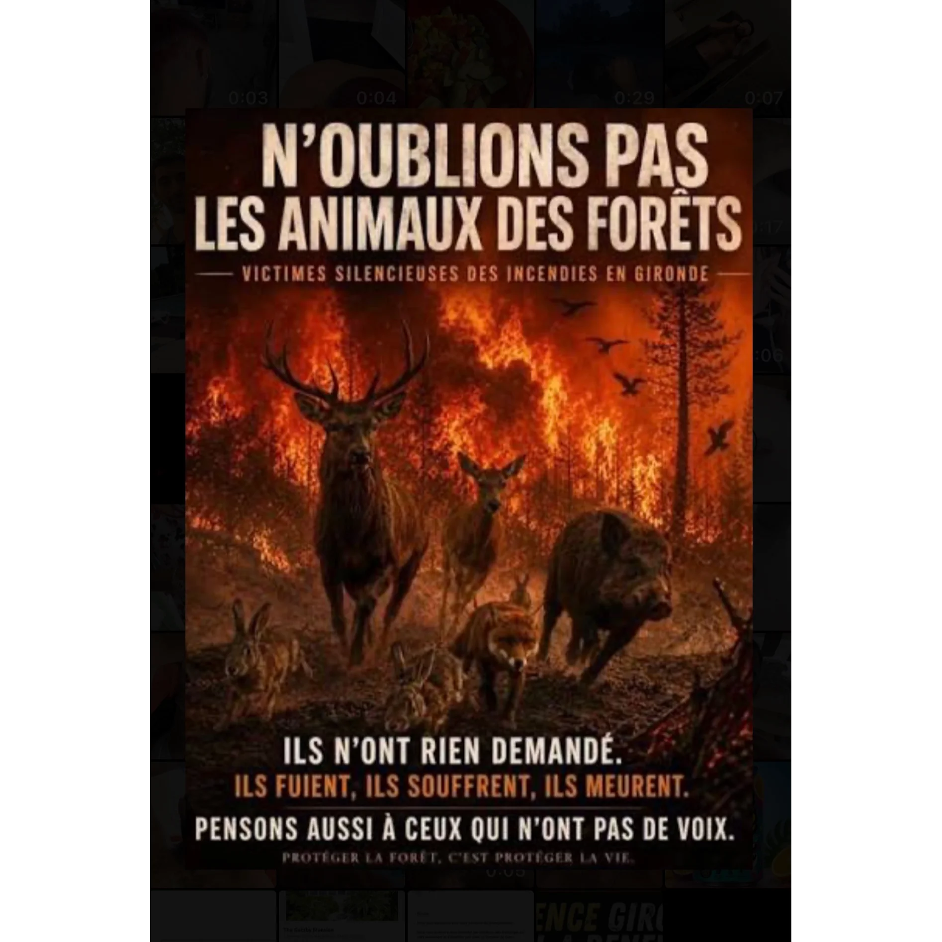 cagnotte cause animale