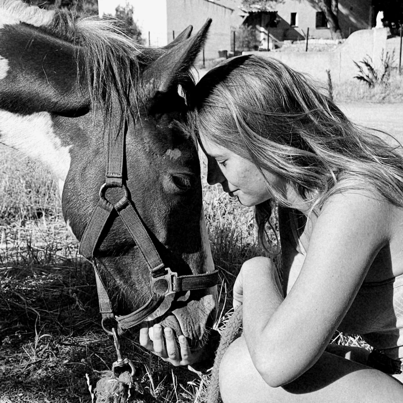 cagnotte cause animale