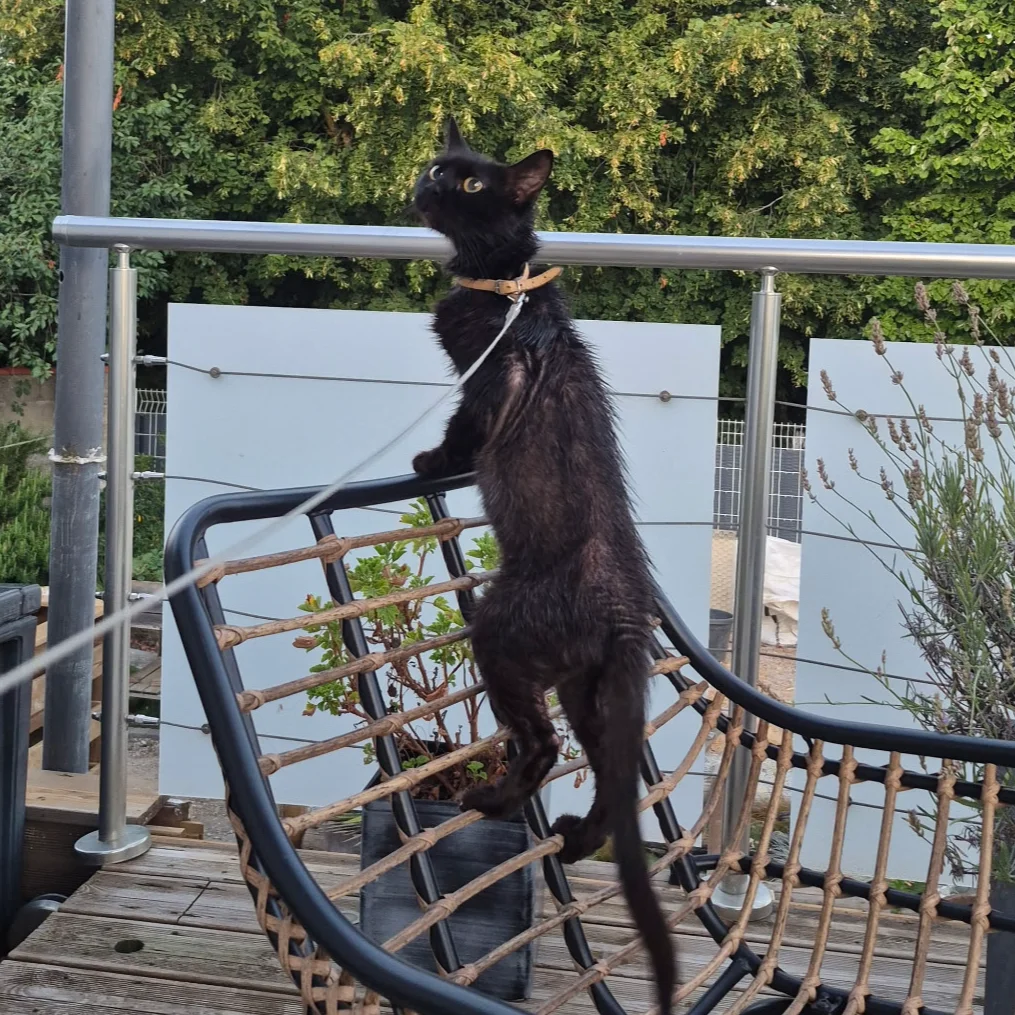 cagnotte cause animale