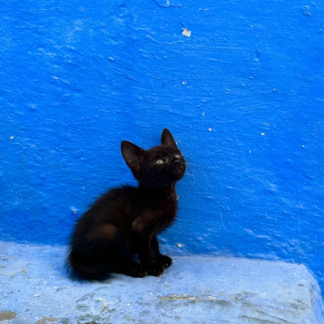 cagnotte cause animale