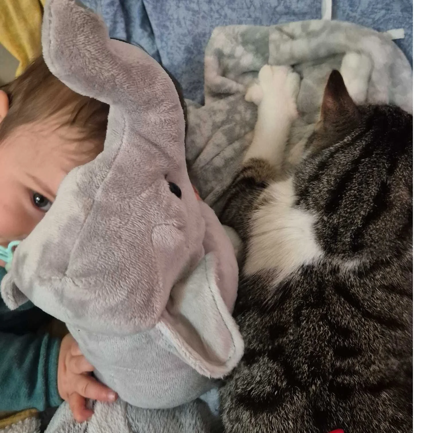 cagnotte naissance