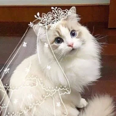 cagnotte mariage
