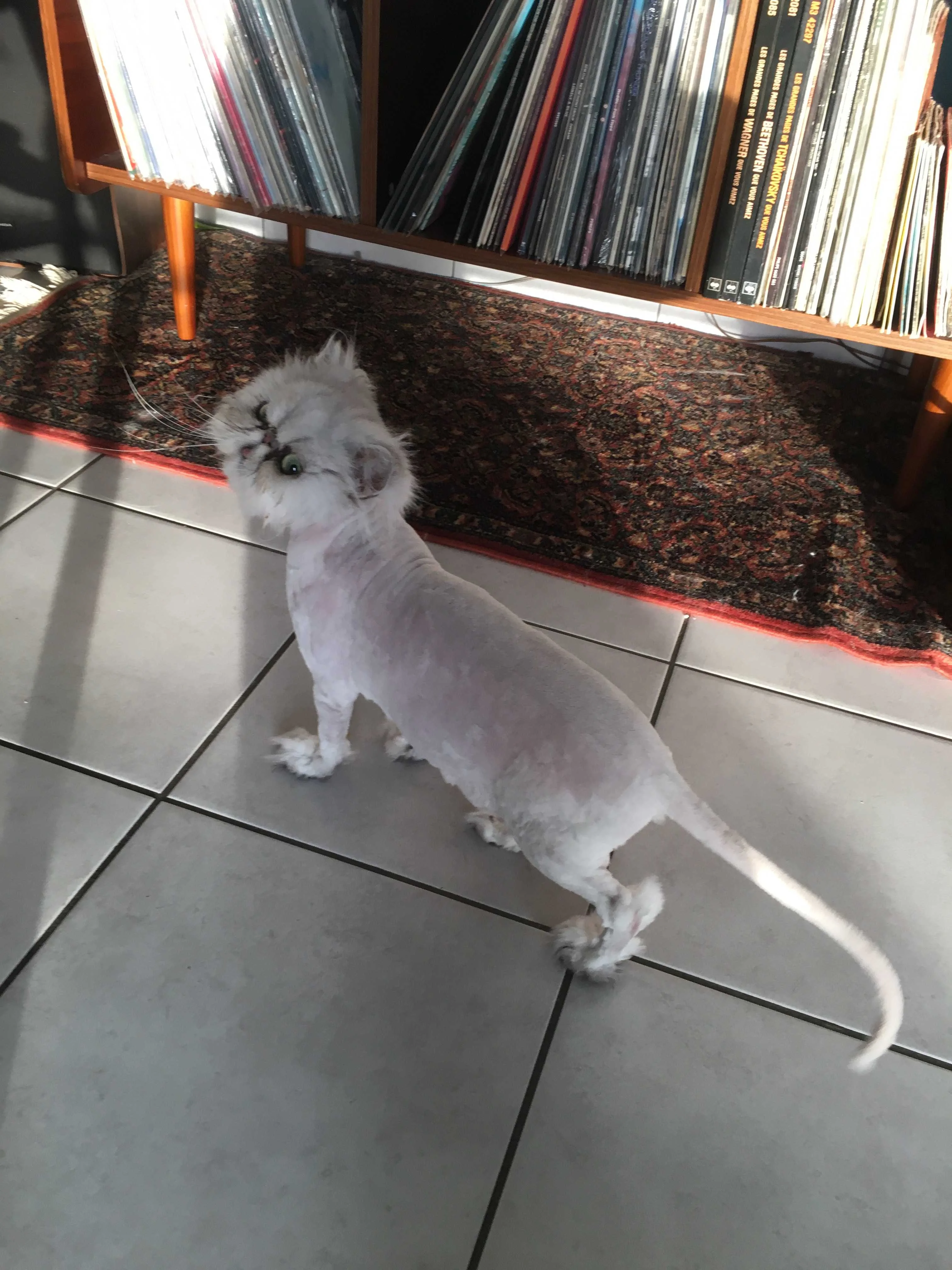 cagnotte cause animale