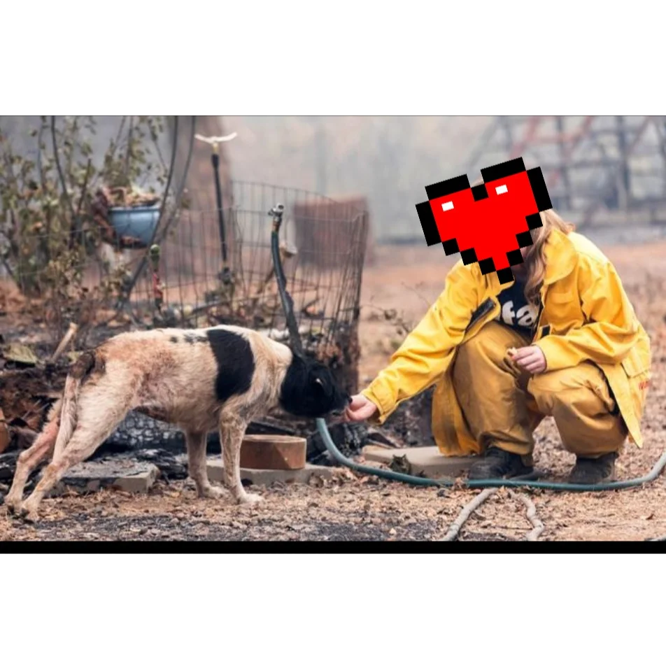 cagnotte cause animale