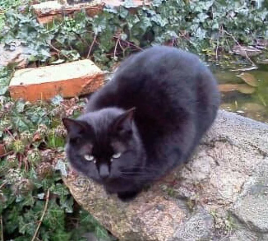 cagnotte cause animale